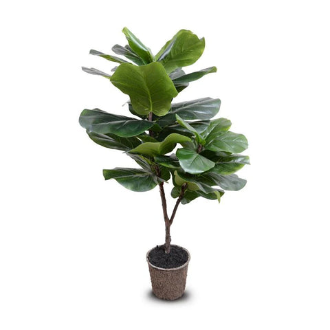 Medium Plants