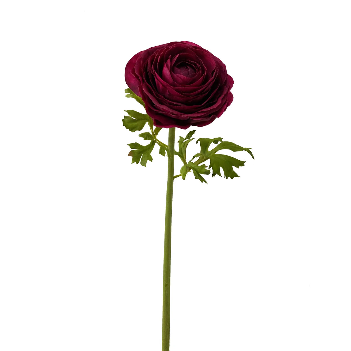 Ranunculus Stem in Burgundy – Viburnum Home