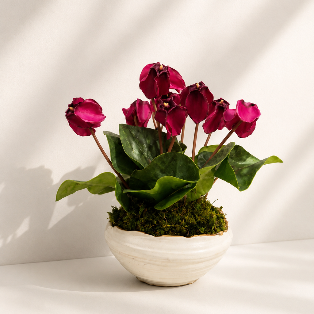 A potted cyclamen plant with deep magenta flowers and green leaves, set in a textured white ceramic pot with moss, on a white surface with soft diagonal shadows.