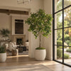 A tall indoor potted tree with lush green leaves in a textured off-white concrete-style planter, placed in a bright modern living room next to a large black-framed window looking out onto a garden.