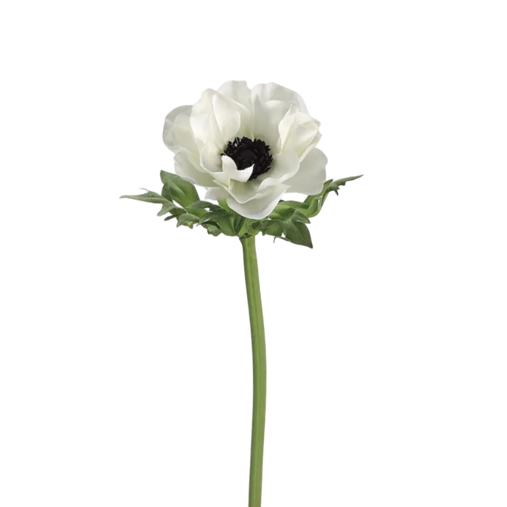 A single white anemone flower with a dark center and green stem, isolated on a light gray background.