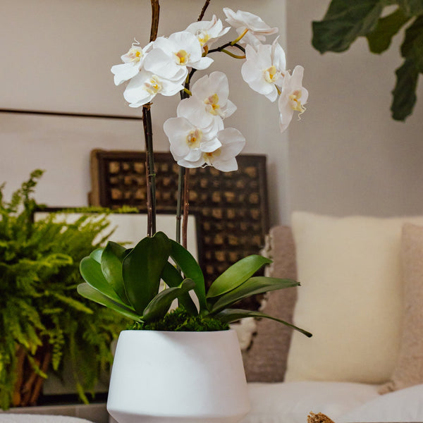 A faux double stemmed white orchid with green leaves, displayed in a white vase, intended for indoor decoration.