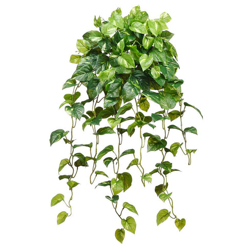 Small & Tabletop Plants